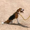 Leashes Metal Dog Leash Rostfritt stålkedja 18K Guld PET LEAD med mjukt PU -läderhandtag för medelhög hundpromenadträning