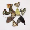 Sculptures 10PCS Real Butterfly Specimens without Spreading Wings DIY Practice Making Materials