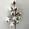 Flores decorativas 50 cm hastes de algodão decoração flor artificial planta ramos boll talos decoração para casa