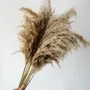 Decorative Flowers Pampas Grass Dried Bouquet Wedding Party Decoration Natural Real Fluffy Phragmites Pampa Boho Home Christmas Decor