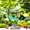 Feestdecoratie Theelichthouder 80MM Glas Air Plant Terraria Opknoping Orb Kaars Voor Bruiloft Kandelaar Tuin Decor Thuis