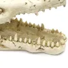 Dekorationen, 12,7 cm, Krokodilschädel, künstliches Dekor, Ornament, Dekoration für Aquarium