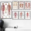 Rekken Menselijk Skelet Frame Organen Medische Poster Moderne Anatomie Spier Skelet Decor Wall Art Canvas Schilderij Foto Prints Kunstwerk