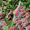 Sacs de rangement 1kg Roses Plastique Baohua Net Fleur Bourgeon Mesh Manches Fleurs Maquillage Brosse De Protection Stéréotype Couverture