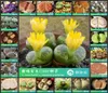 Regenschirme 50 Stück 100 frische echte Lithops Sukkulenten Kaktus Living Stones S49721532737