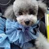 Vêtements de chien robe à la main été petits vêtements Teddy maltais Yorkshire Schnauzer chat chiot jupe pour animaux de compagnie Tutu robes de princesse