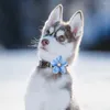 개 의류 10pcs 애완 동물 나비 넥타이 작은 개 레이스 꽃 나비 넥타이 고리 진주 조절 가능한 넥타이 고양이 의상 액세서리