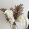 Decorative Flowers Pampas Grass Dried Bouquet Wedding Party Decoration Natural Real Fluffy Phragmites Pampa Boho Home Christmas Decor