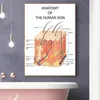 Anatomia edukacyjna The Human Skin College Art Art Paintas Plakaty drukowania obrazu na ścianach biurowych klinika wystroju domu 240327