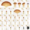 Make-up kwastenset Professionele foundationkwast Zachte pluizige oogschaduw Cosmetica Blending Concealer Foundation Brush Beauty Tool 240315