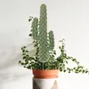 Dekorativa blommor kaktusmodell växt simulerad landskapsdekor små konstgjorda prydnads prydnad utsmyckningar klistra in linje pricky bankett