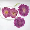 Fleurs décoratives 1 pièce/environ 7-10cm, couleur naturelle, tête de fleur de pivoine, spécimen de plante pressée, bricolage, cadre Po, gomme goutte à goutte, ornements de Table à thé