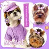 Vêtements de chien 20pcs Mode Pet Bows Purple Sweet Hair Bowknot pour petits chiens Chat Décorer Bandes de caoutchouc Produits pour animaux de compagnie