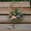 Vases Transparent Micro Paysage Bouteille En Verre Mousse Plante Succulente Vase Décoration De La Maison