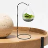 Vases Household Decorative Globe Terrarium Succulent Hanging Planter Clear Glass