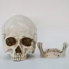 Sculpturen 16 cm Schedel Standbeeld Hars Ambachten Witte Schedel Hoofd Rekwisieten Bar Woondecoratie Sculptuur Ornament Geschenken Halloween Decoratie