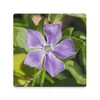 Bordmattor Blooming Vinca Major Pretty Purple Wild Flower Ceramic Coasters (Square) Mugg Set Cup For Tea Plate