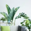 Adesivos folhas de bananeira plantas tropicais casca e vara decalques de parede, natureza verde selva árvore folhas adesivos de parede decorações para casa