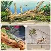 Zoupgmrhs Driftwood para decoração de aquário Decoração de aranha natural galhos de madeira para decorações de tanques de peixes 7-11 polegadas de 3