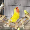 Autres fournitures d'oiseaux Support en bois Perroquet Jouet à mâcher Plate-forme pour animaux de compagnie Corde d'échelle pour Conures Cockatiels Perakeet Lovebirds Finches