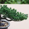 Dekorativa blommor Artificial Bonsai Plant Potted House Japanese Pine 19 cm i höjd 34 bredd för hemdekoration Desktop Display