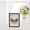 Frames Frame Display Floating Specimenpressed Flowers Po Picture Box Holder Glass 3D Artwork Flower Dried Bugs Shadow Caseinsect