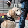 Collari per cani 6 paia adesivi Pettorina con gilet Decor Decalcomania per animali Etichetta di abbigliamento Cucciolo per