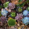 Fleurs décoratives mousse artificielle pour jardinières plantes en pot balles intérieures fausses rochers extérieurs