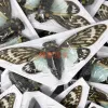 Heykeller Tosena Splendida Gerçek Böcek Örnek Cicada Bilim Popülerleştirme Öğretim Fotoğraf Koleksiyonu Doğa Hediyeleri Ev Dekor