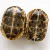 Miniatyrer 110 bitar av unika sköldpaddsskal taxidermi dekoration/samling (1012 cm)