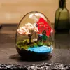 Vazen 1Pc Creatieve eivormige Glazen Flessen Hydrocultuur Vlezige Micro Landschap Terrarium Succulent Vaas Moss Home Decor