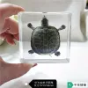 Sculptures Real plant animal insect specimen turtle hair spider dragonfly starfish resin ornament creative home table decoration gift