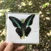 Sculptures 10Pcs Natural Unmounted Rhopalocera / Le Papillon / Butterfly Specimen Artwork Material Decor