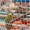 その他の鳥の供給TOYS 4PCS PARROT PERROT噛み噛み噛む爪研削むきつき木材トレーニングプレイスタンドプラットフォームケージアクセサリードロップデルDH87Z