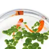 Dekorative Blumen 90 Stück Mini Fake Duckweed Simulation Decor Floating Plant