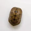 Miniatures 110 Stück einzigartige Schildkrötenpanzer-Taxidermie-Dekoration/Sammlung (1012 cm)