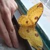 Skulpturer Loepa Katinka Real Silk Moth Insect Exempel DIY Material Heminredning Gift Biologi Undervisning Instrument Experimentell lärobok