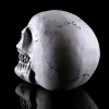 Sculptures Human Head Skull Statue for Home Decor Resin Figurines Halloween Decoration Sculpture Medical Teaching Sketch Model Crafts 166