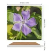 Bordmattor Blooming Vinca Major Pretty Purple Wild Flower Ceramic Coasters (Square) Mugg Set Cup For Tea Plate