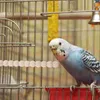 Autres fournitures d'oiseaux Jouets perruches perchoirs pour cage perroquet en bois perles perles cage à oiseaux calopsittes