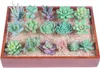 Kwiaty dekoracyjne 16 szt. Realistyczne teksturowane fałszywe sukulenty ustawione na różny typ rozmiar mini sztuczny