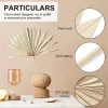 Voeden van 6 stuks grote gedroogde palmbladeren Natuurlijke gedroogde palmfans Gedroogde bloemboeket Bruiloft Decors Gedroogde waaierpalmbladeren