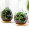 Vases 1pc créatif bouteilles en verre en forme d'oeuf hydroponique charnu micro paysage terrarium succulent vase mousse décor à la maison