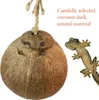 Zoupgmrhs hamililedyi gecko coco den 2 st, naturliga reptil gömställen mini lägenhet för ödlor, kokosnötstruktur ger mat till husdjur