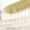 Voeden van 6 stuks grote gedroogde palmbladeren Natuurlijke gedroogde palmfans Gedroogde bloemboeket Bruiloft Decors Gedroogde waaierpalmbladeren