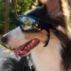 Lunettes de soleil Lunettes de soleil pour chiens avec des lunettes de sport extérieures résistantes aux UV aux UV adaptées réglables adaptées à la moto enneigée