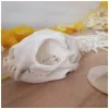 Sculptures squelette complet, collection de spécimens d'os d'animaux, accessoires de Bar, décoration personnalisée, matériaux de bricolage