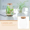 Vasos vidro diy bryófito recipiente de musgo ecológico Terrarium hidropônico para plantas vaso