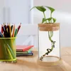 Wazony 2PCS Glass Sadza wazon Hydroponika z drewnianą stacją propogową żarówki powietrza dla roślin