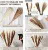 80st Natural Fullt Pampas Grass Bouquet Boho Home Decor Phragmites Torkade blommor för bröllop Ramadan Decoration Mariage 240315